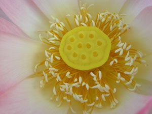 logoLotus13