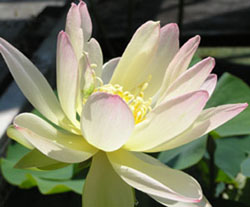 logoLotus18