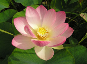 logoLotus6