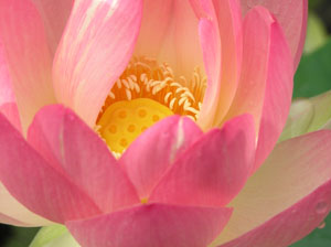 logoLotus7